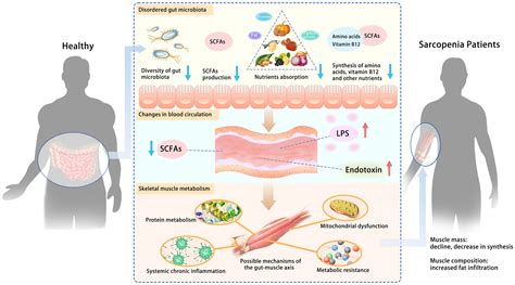 Frontiers | Gut-muscle axis mechanism of exercise prevention of sarcopenia