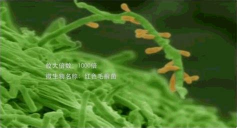 酵母菌是真菌吗，怎么繁殖 - 农敢网