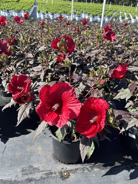 Week 28, 2024 | Panoramic Farm