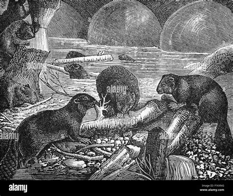 Beavers Black and White Stock Photos & Images - Alamy