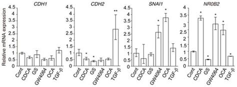 Farnesoid X Receptor Activation Enhances Transforming Growth Factor ...