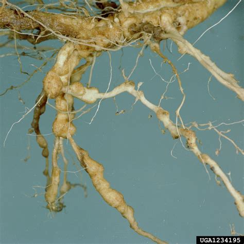root-knot nematode (Genus Meloidogyne)