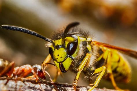 Why Are Coors Called Yellow Jackets at Ellen Martinez blog
