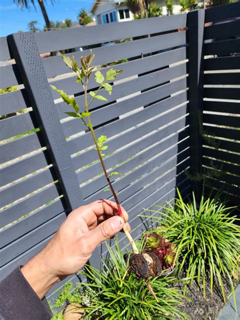 Japanese maple sprout. : r/gardening