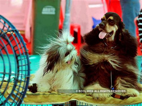Delhi gets its first round-the-clock animal care hospital - First of ...