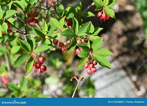 Enkianthus Cernuus Flowers. a Deciduous Shrub of the Ericaceae Endemic To Japan, Its Japanese ...