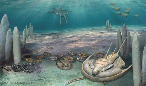Animals In The Cambrian Period at Margaret Cavanaugh blog