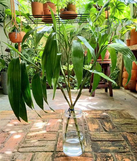 Image result for Bambu Da Sorte