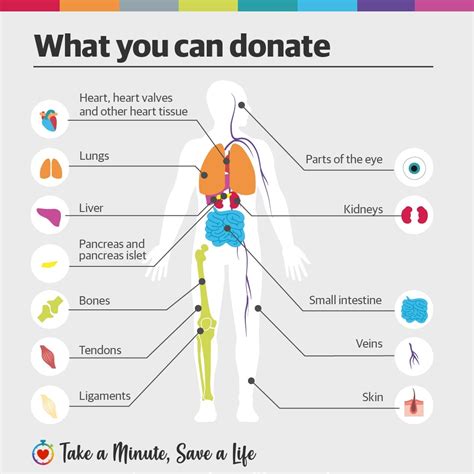 A Guide To Organ Donation | Organ Donation And Tissue Donation After Death – HWFD