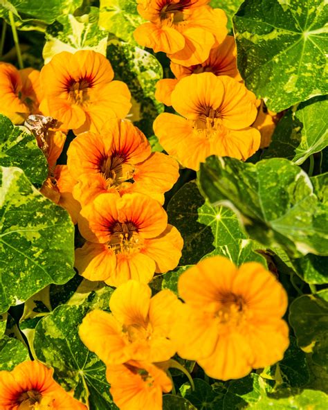 A Complete Guide To Growing Nasturtiums From Seeds - LeafyJournal