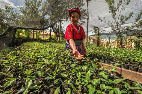 Ancient Mayan Farming Techniques