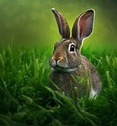 Image result for Easter Rabbit
