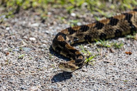 Timber Rattlesnakes in North Carolina — Triad Wild!