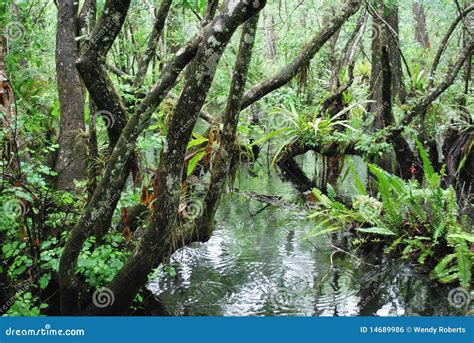 Florida Swamp stock photo. Image of america, bald, corkscrew - 14689986
