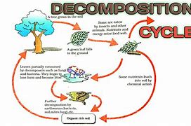 Image result for decomposition