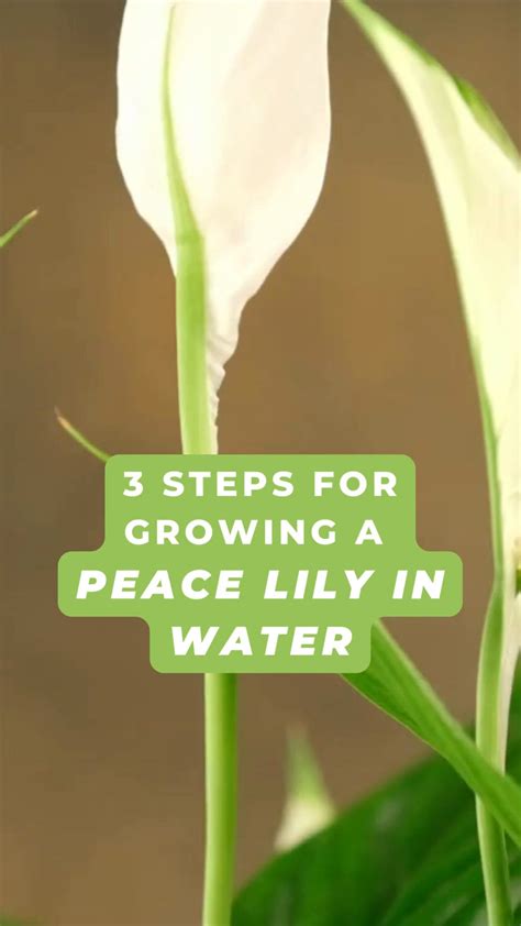 140 Indoor Gardening ideas | plants, indoor plants, gardening tips