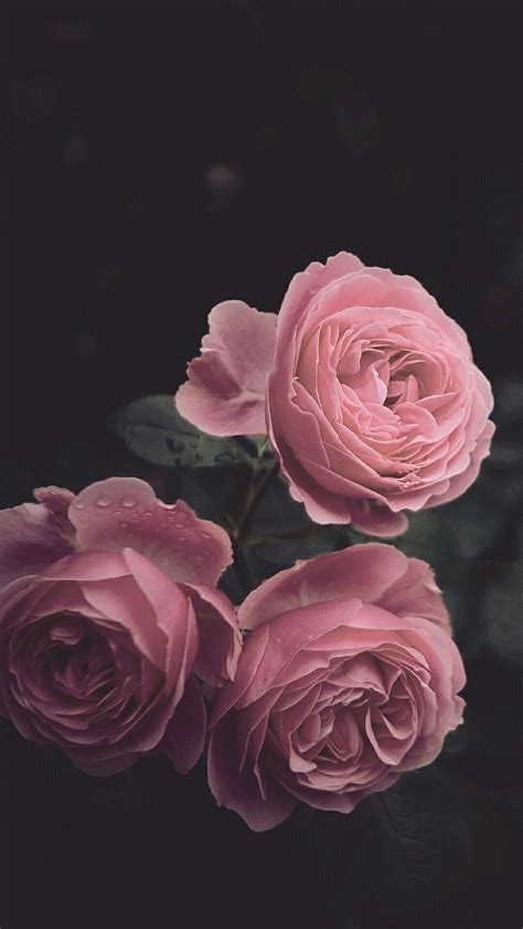 Pink Rose Aesthetic Wallpapers - Wallpaper Cave