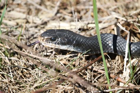 About Northern Black Racer - Maryland Biodiversity Project