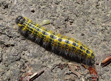 25 Yellow Caterpillars: With Pictures and Identification Guide ...