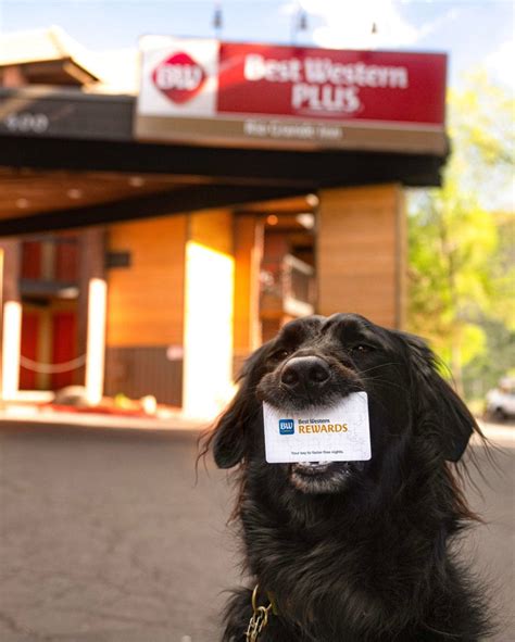 8 Best Dog-Friendly Hotel Chains Across the United States