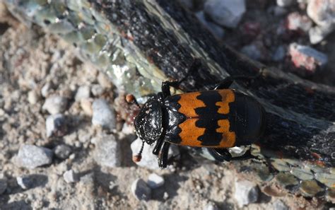 Orange and Black Beetle: Identification, Life Cycle, Damage, Treatment ...