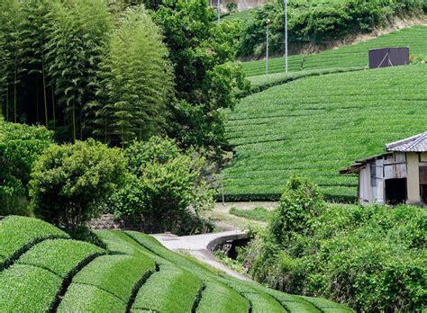 Tea Plantations Japan 的图像结果