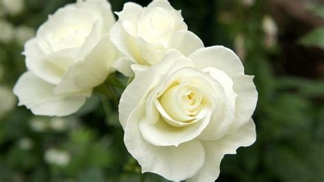 Beautiful white roses in the garden wallpapers and images - wallpapers ...