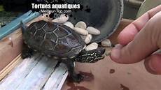 tortue eau douce aquarium tortues aquatiques tortue d eau nourriture tortue eau douce aquarium tortues aquatiques tortue d eau nourriture