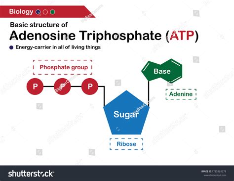 Basic Structure Of Atp Atp Adenosine Triphosphate Carbon Phosphate Openstax ...