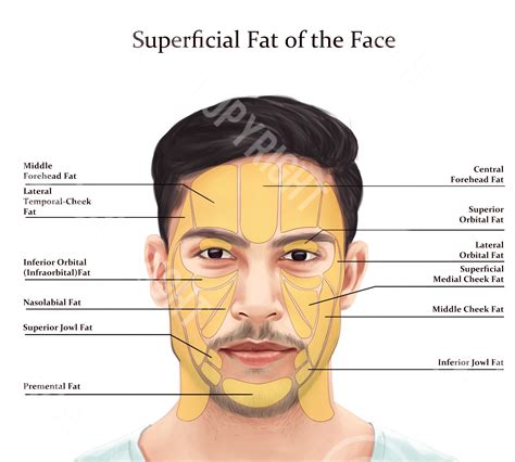 Male Superficial Fat Pads of the Face | Botox & Filler Injector | Anatomy | Art | Esthetician ...