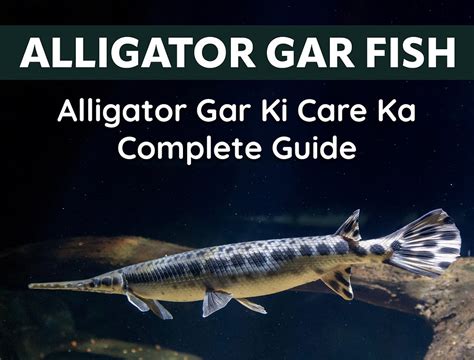 Alligator Gar Ki Care Ka Complete Guide