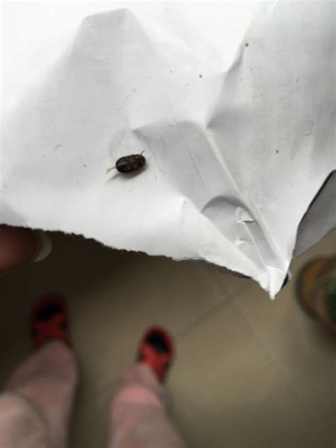 家里床上发现的这种黑色硬壳小虫子，椭圆形，是什么虫子，会咬人吗？是什么环境生的这种虫子？怎么处理？_百度知道
