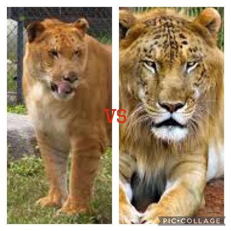 Liger Vs Tigon