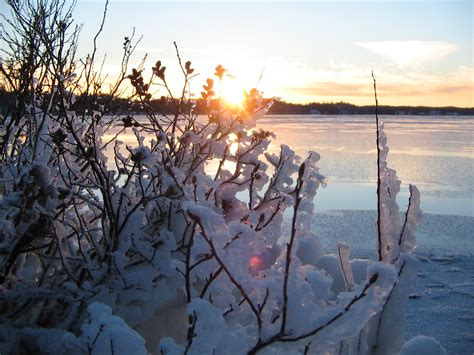 ALMOST WINTER TEMPERATURES FOR PEONIES? | Swenson Gardens