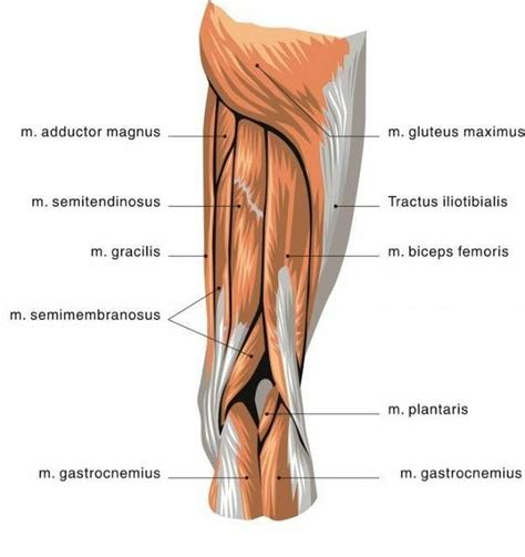 Pictures Of Biceps Femoris Tendons | Healthiack