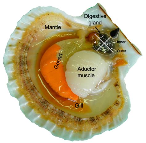 Do Scallops Really Have Eyes at Mildred Rohe blog
