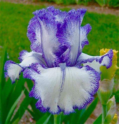 Buy Bearded Iris Ink Paterns Bulb (Rhizome) White W/ Blue St (BTL ...