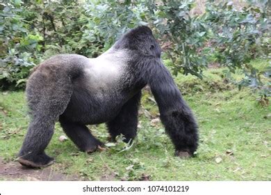 Image result for Gorilla Vs Python Fight