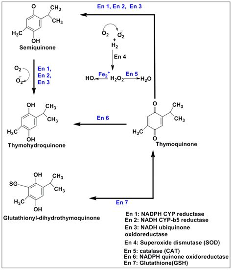 Recent Findings on Thymoquinone and Its Applications as a Nanocarrier ...