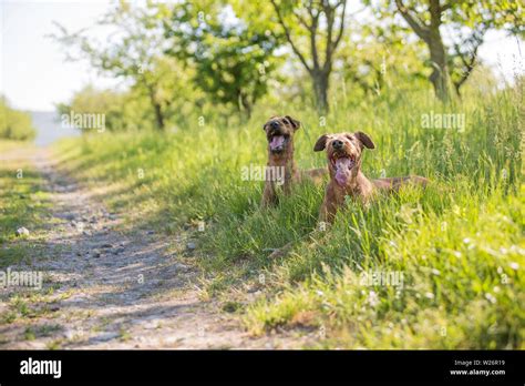 Dogs 的图像结果