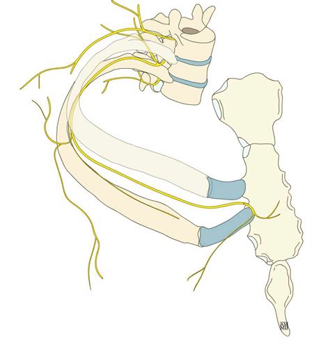 Intercostal Nerves