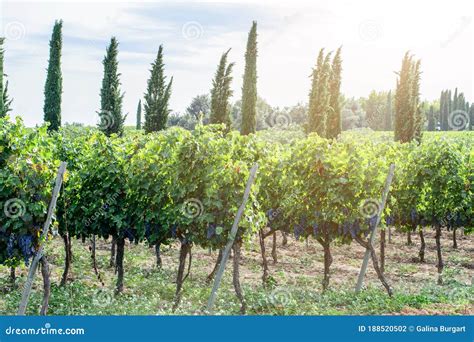 Grape Rows of the Vineyards in Spanish Farm Stock Photo - Image of ...