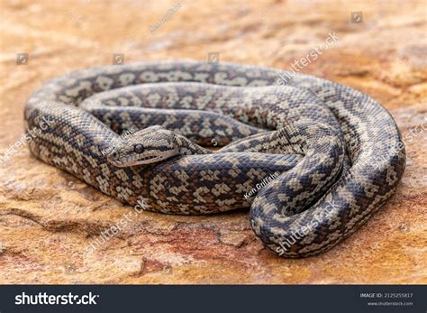 Image result for Carpet Python