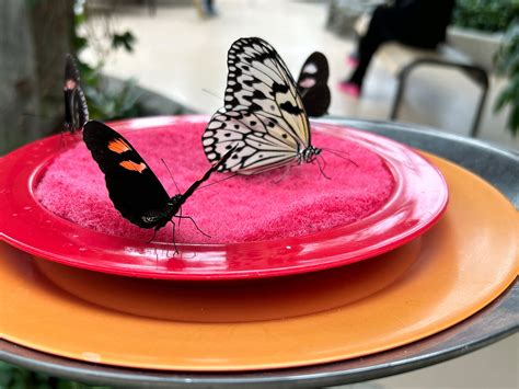 Nature Museum | What do butterflies eat?