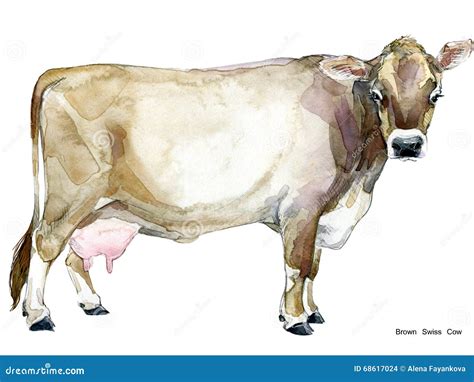 Cow. Cow Watercolor Illustration. Milking Cow Breed. Brown Swiss Cow ...