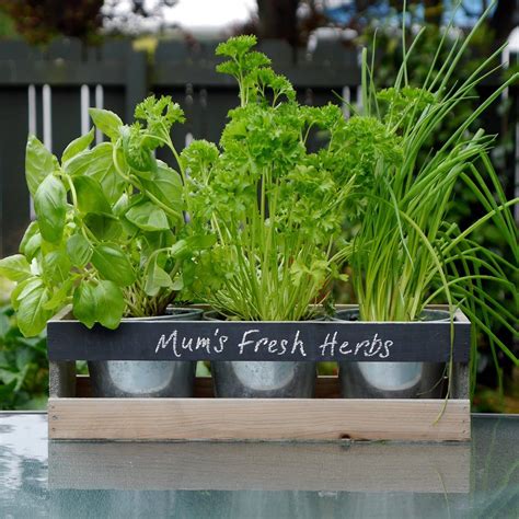 20 Indoor Herb Garden Kits Ideas Worth to Check | SharonSable