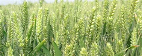 河南多个小麦新品种最高亩产破900公斤 丰产背后你可知麦种更新多少代__凤凰网