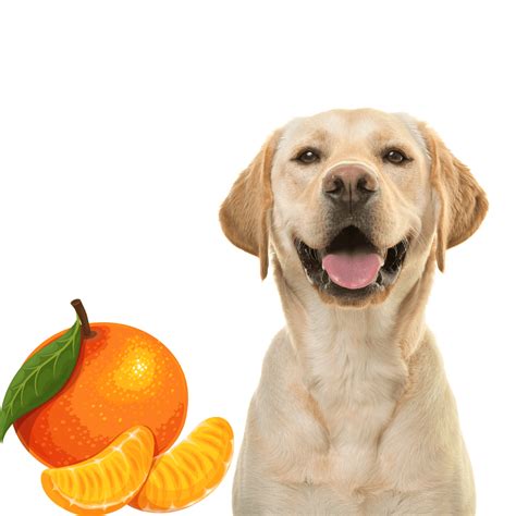 Can Dogs Eat Tangerines? Are Tangerines Safe For Dogs? - Rested Paws