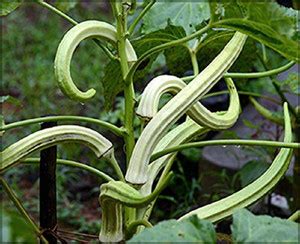 WILLVINE Hybrid Elephant Tusk Okra Seeds Seed Price in India - Buy ...