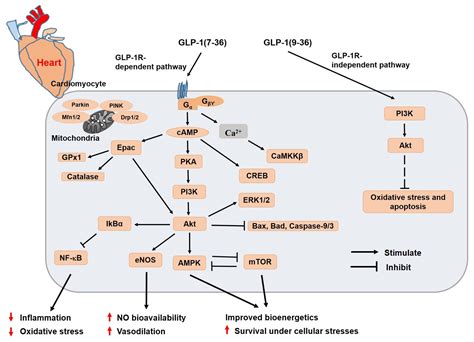 Multifaceted Roles of GLP-1 and Its Analogs: A Review on Molecular Mechanisms with a ...